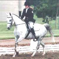 Dressage Picture